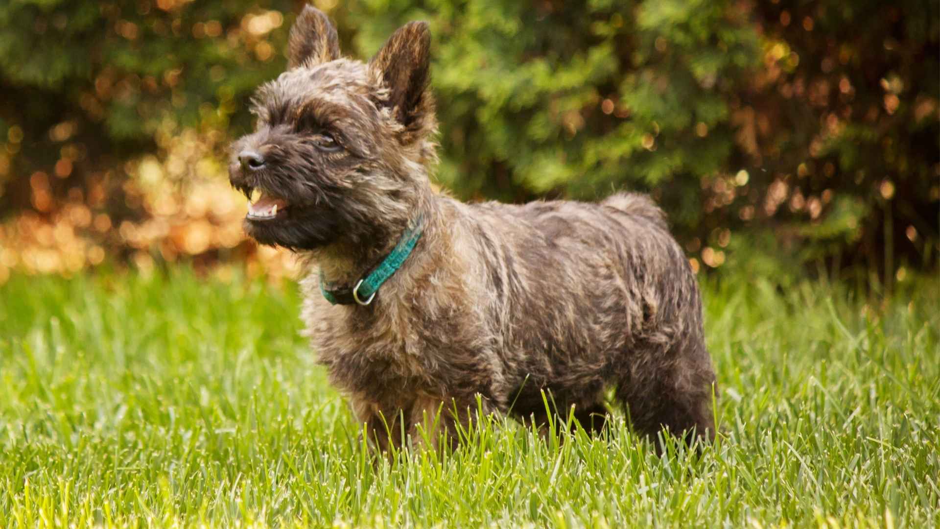 cairn terrier
